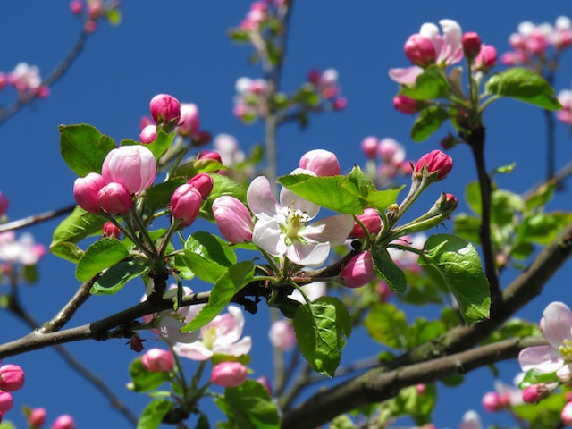 A spring dew glistens ...