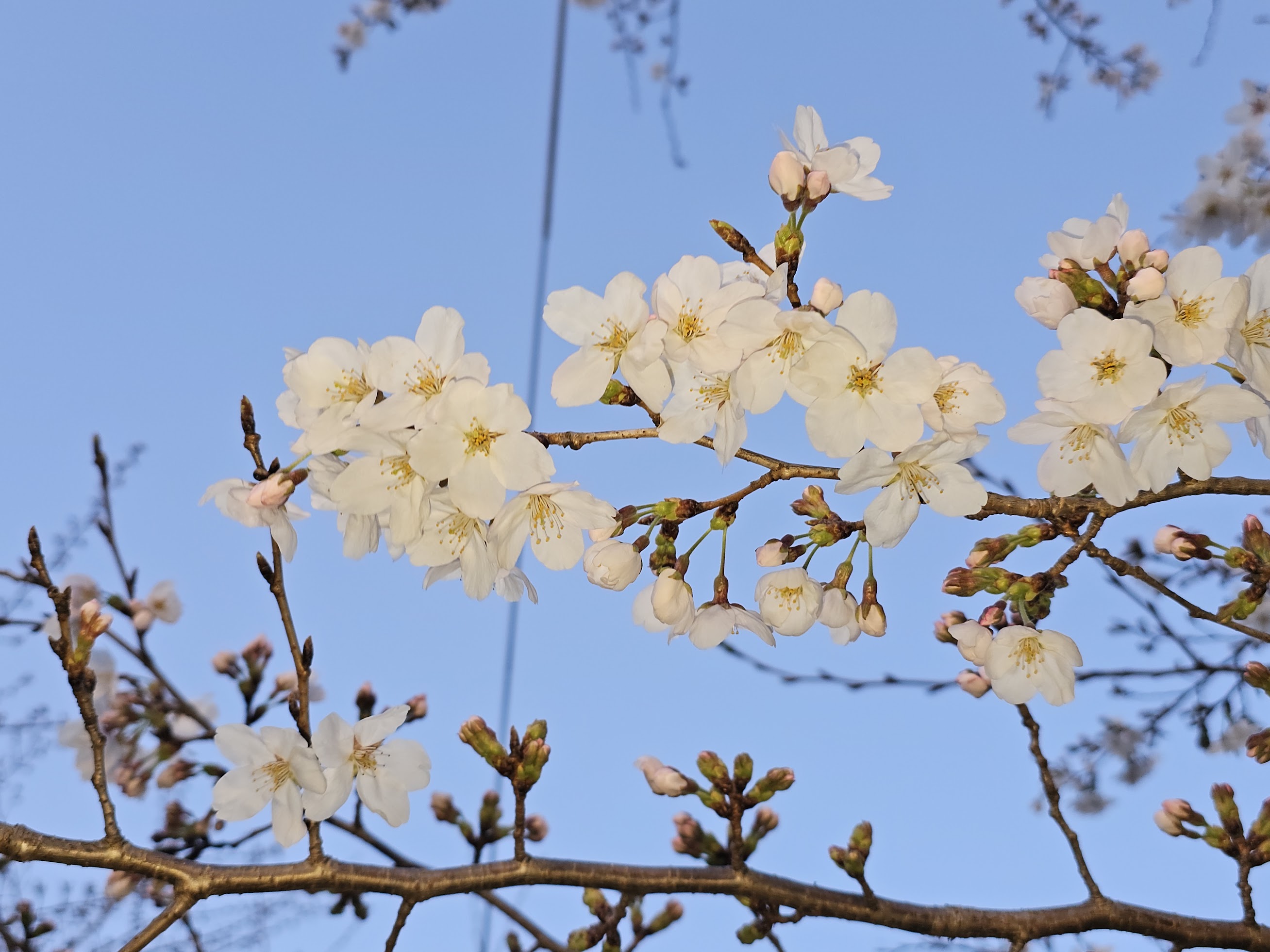 Apple trees blossom ...
