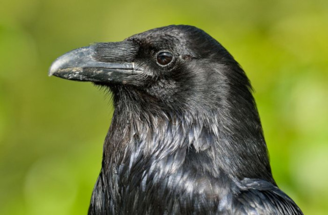 Do the crows reflect?