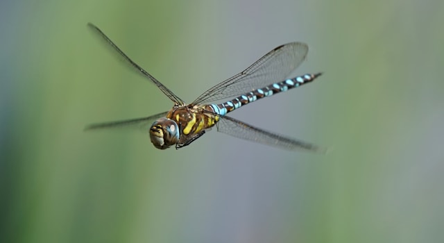 The dragonfly's dance ...