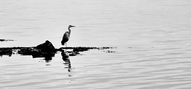 Master of slow moves ...