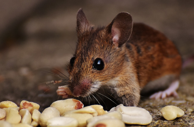 Such a little mouse ...