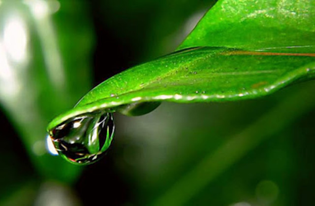 Large raindrops of tears ...