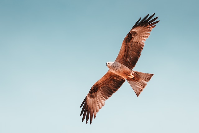 Hawk slowly circles ...