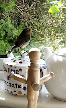 Little red breast pal ...
