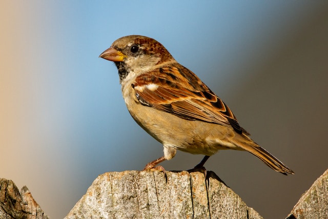 A little sparrow ...