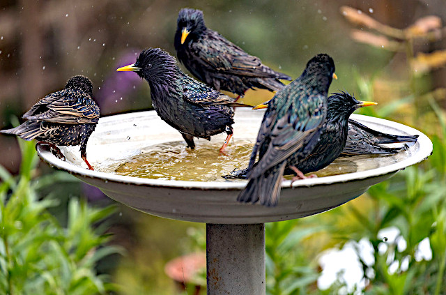 Like shrieks of starlings...